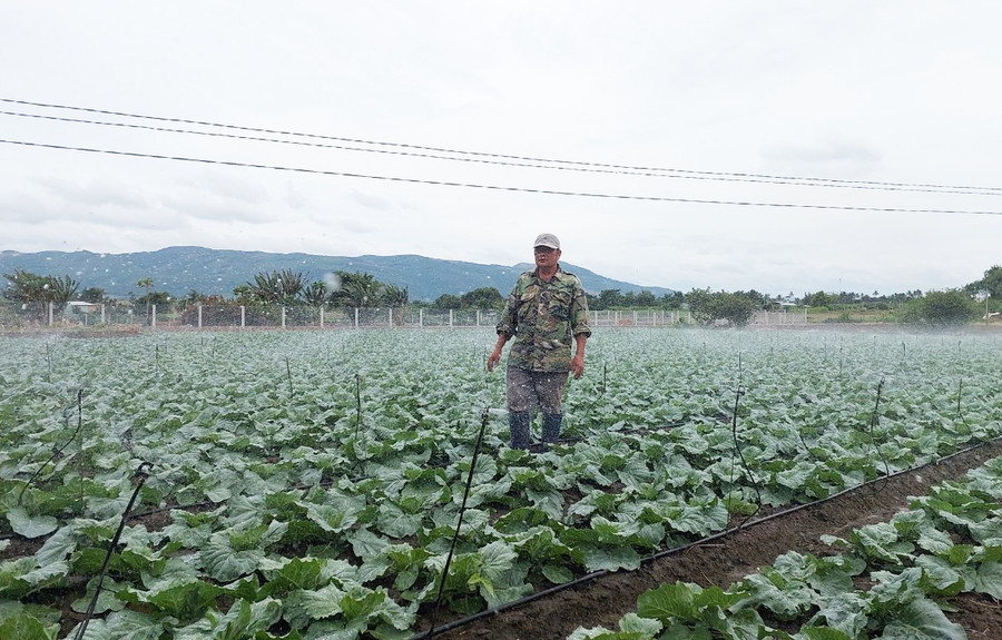 Ông Ngọc áp dụng hệ thống tưới nước, bón phân nhỏ giọt. Ảnh: N.D Ông Ngọc áp dụng hệ thống tưới nước, bón phân nhỏ giọt. Ảnh: N.D