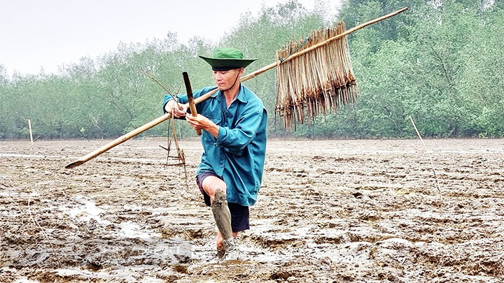 “Bẫy” cá ven rừng ngập mặn.