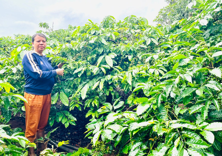 Những năm gần đây, vườn cà phê của bà Thúy phát triển tốt và cho năng suất cao nhờ áp dụng giống mới và các kỹ thuật phòng trừ dịch bệnh phù hợp. Ảnh: N.H Những năm gần đây, vườn cà phê của bà Thúy phát triển tốt và cho năng suất cao nhờ áp dụng giống mới và các kỹ thuật phòng trừ dịch bệnh phù hợp. Ảnh: N.H