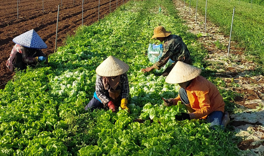 Nông dân huyện Đak Pơ thu hoạch rau xanh. Ảnh: N.D Nông dân huyện Đak Pơ thu hoạch rau xanh. Ảnh: N.D