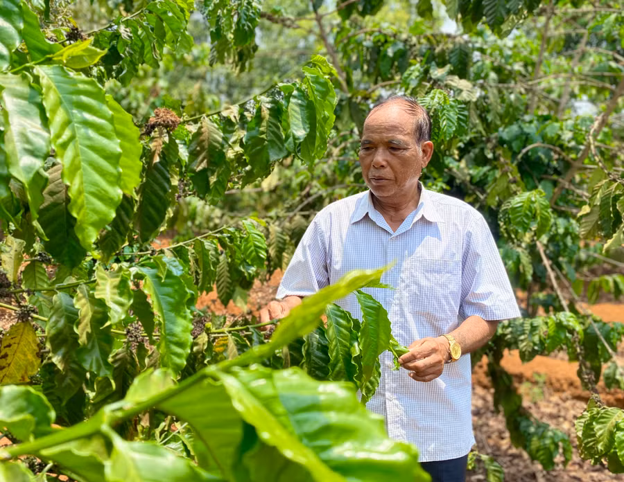 Ông Rơmah Blơt (làng Klăh 1, xã Ia Dêr, huyện Ia Grai) bên vườn cà phê của gia đình. Ảnh: Hà Duy