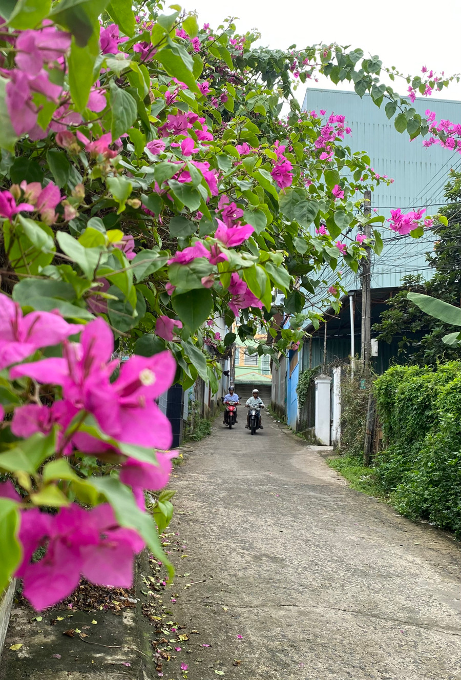 Ở Pleiku, có hằng hà sa số con dốc hẻm rực rỡ hoa như thế này. Để rồi mỗi khi đi xa, người ta không khỏi bồi hồi mỗi khi nhớ về.