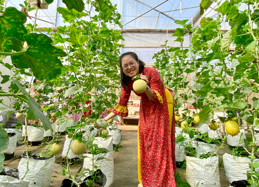 Dưa lưới được trồng tại Khu thực nghiệm khoa học và công nghệ (Sở Khoa học và Công nghệ). Ảnh: Hà Duy