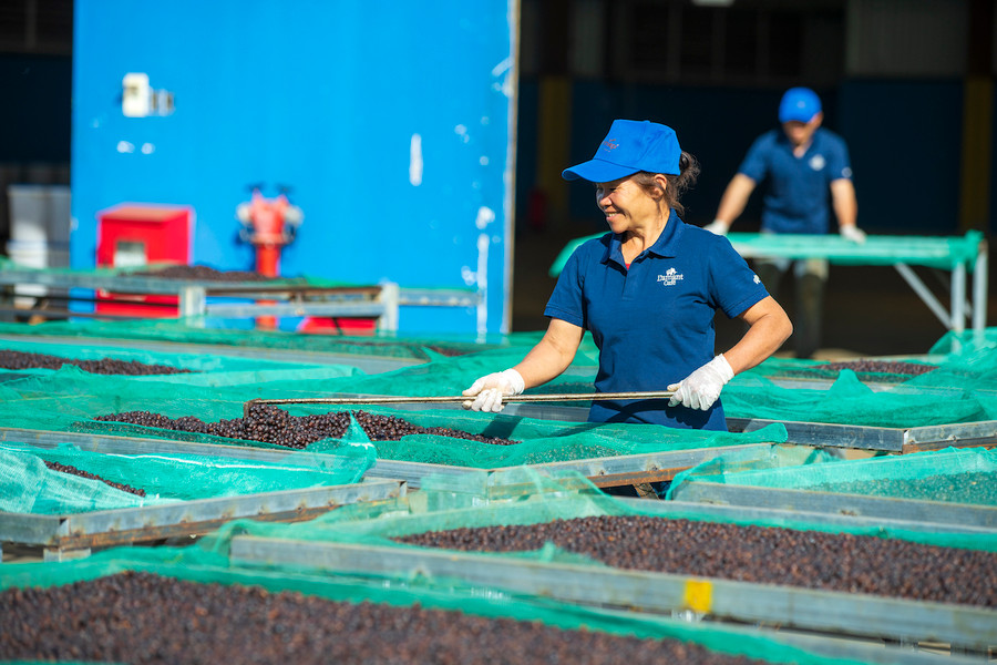 Chế biến cà phê organic tại trang trại cà phê của Công ty TNHH Vĩnh Hiệp. Ảnh: Hà Duy Chế biến cà phê organic tại trang trại cà phê của Công ty TNHH Vĩnh Hiệp. Ảnh: Hà Duy