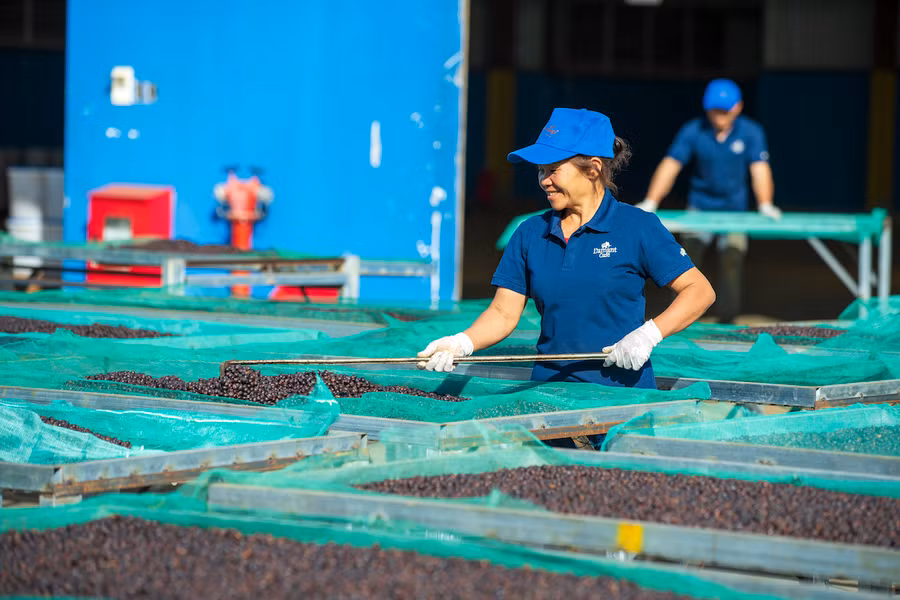 Chế biến cà phê organic tại trang trại cà phê của Công ty TNHH Vĩnh Hiệp. Ảnh: Hà Duy