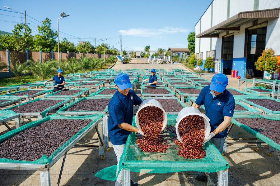 Gia Lai đang nỗ lực đưa công nghệ cao vào sản xuất nông nghiệp nhằm tăng năng suất, góp phần thúc đẩy tăng trưởng xanh. Ảnh: Hà Duy