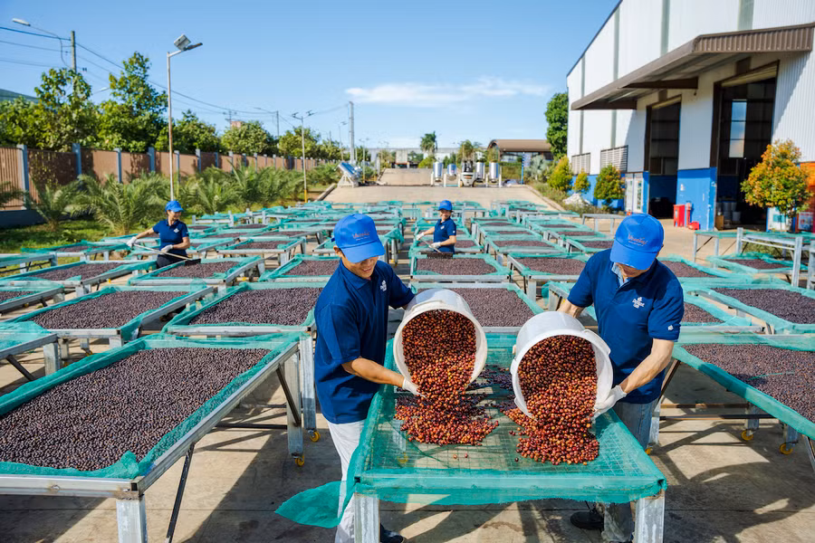Gia Lai đang chú trọng nâng cao chất lượng sản phẩm để khẳng định vị thế cây cà phê Gia Lai trên thị trường trong và ngoài nước. Ảnh: H.D