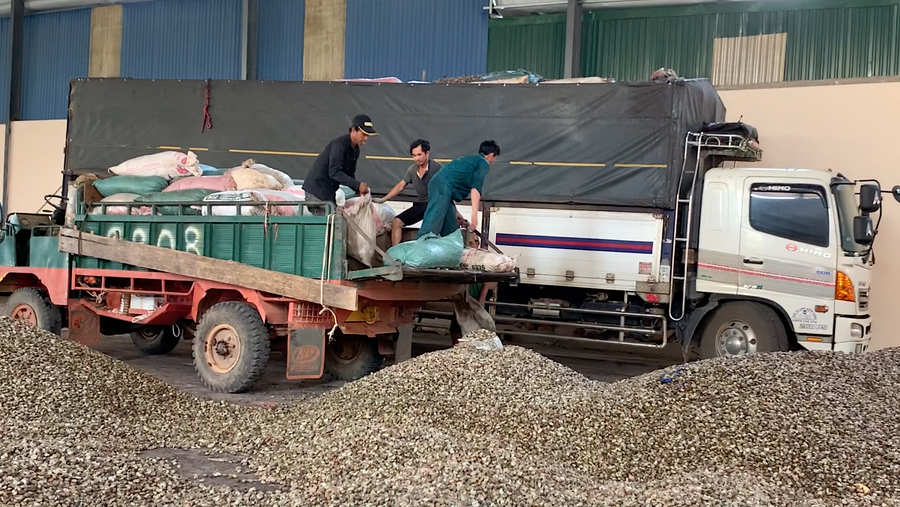 Thu mua hạt điều tại Công ty TNHH một thành viên Quang Sáng Đức Cơ (Cửa khẩu Quốc tế Lệ Thanh, huyện Đức Cơ). Ảnh: Hà Duy Thu mua hạt điều tại Công ty TNHH một thành viên Quang Sáng Đức Cơ (Cửa khẩu Quốc tế Lệ Thanh, huyện Đức Cơ). Ảnh: Hà Duy