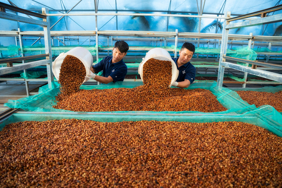 Chế biến cà phê sạch tại trang trại cà phê Vĩnh Hiệp (xã Ia Tiêm, huyện Chư Sê). Ảnh: H.D Chế biến cà phê sạch tại trang trại cà phê Vĩnh Hiệp (xã Ia Tiêm, huyện Chư Sê). Ảnh: H.D