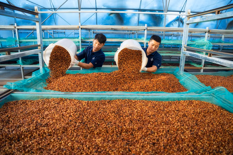 Chế biến cà phê sạch tại trang trại cà phê Vĩnh Hiệp (xã Ia Tiêm, huyện Chư Sê). Ảnh: H.D