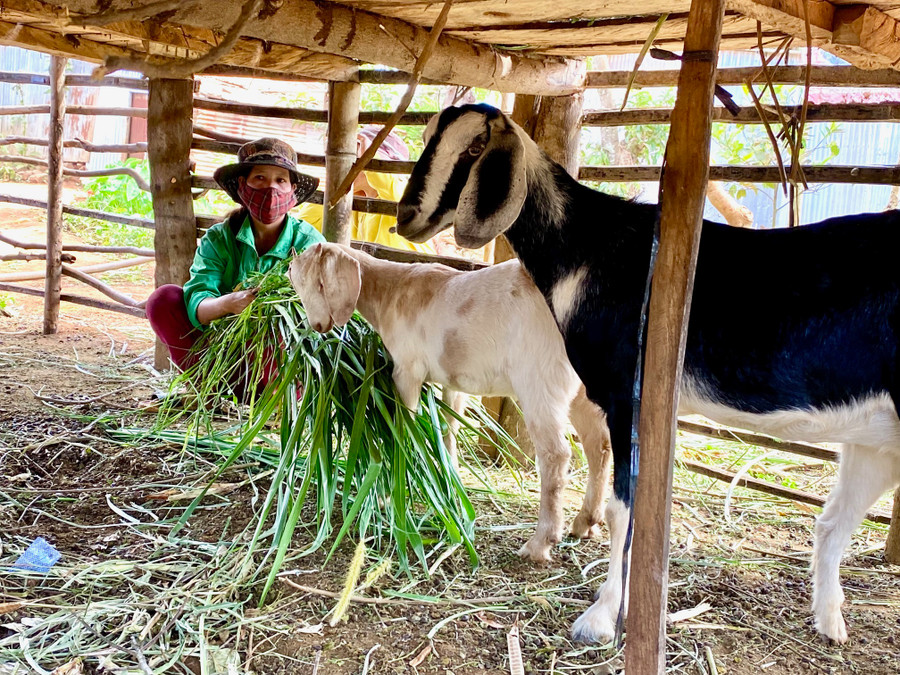 Nhiều hộ dân người đồng bào dân tộc thiểu số tại Gia Lai đã mạnh dạn vay vốn chính sách với lãi suất ưu đãi để phát triển kinh tế gia đình. Ảnh: Hà Duy Nhiều hộ dân người đồng bào dân tộc thiểu số tại Gia Lai đã mạnh dạn vay vốn chính sách với lãi suất ưu đãi để phát triển kinh tế gia đình. Ảnh: Hà Duy