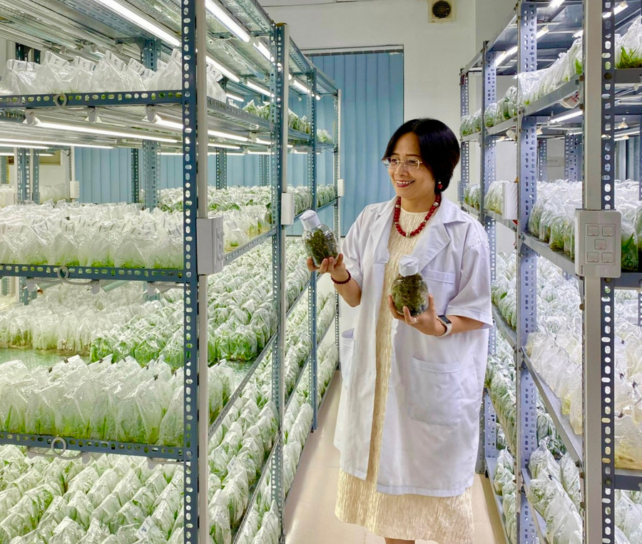 Phòng ươm giống Khu nông nghiệp ứng dụng công nghệ cao của Công ty cổ phần sản xuất và xuất nhập khẩu Việt Phúc (xã Ia Glai, huyện Chư Sê). Ảnh: H.D