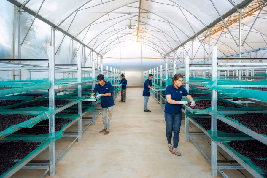 Gia Lai đang xúc tiến thành lập hiệp hội cà phê Gia Lai. Ảnh: Hà Duy