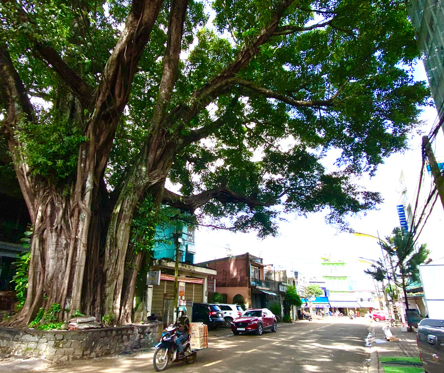 Với thế hệ 7x, 8x, cây đa khổng lồ đường Nguyễn Du đã in đậm trong ký ức. Bởi nơi đó có quán yaourt Thủy-điểm hẹn hò quen thuộc của bao thế hệ học trò hay những cặp đôi yêu nhau.