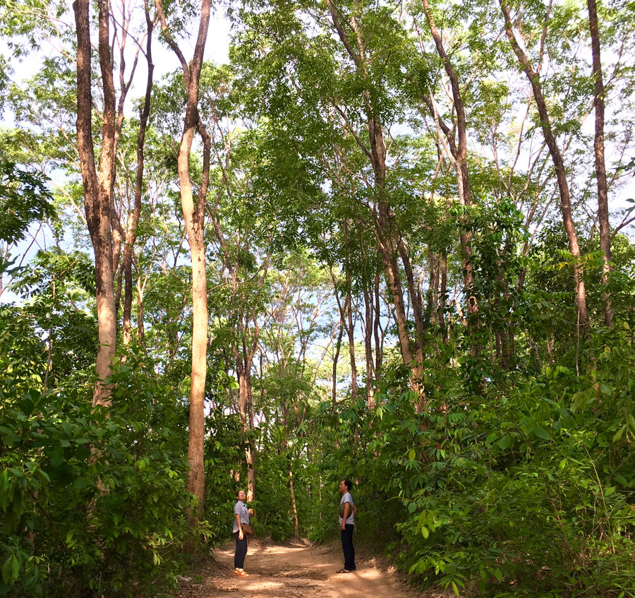 Đơn giá trồng rừng thay thế khi chuyển mục đích sử dụng rừng sang mục đích khác trên địa bàn tỉnh Gia Lai là 186 triệu đồng/ha. Ảnh: Hà Duy