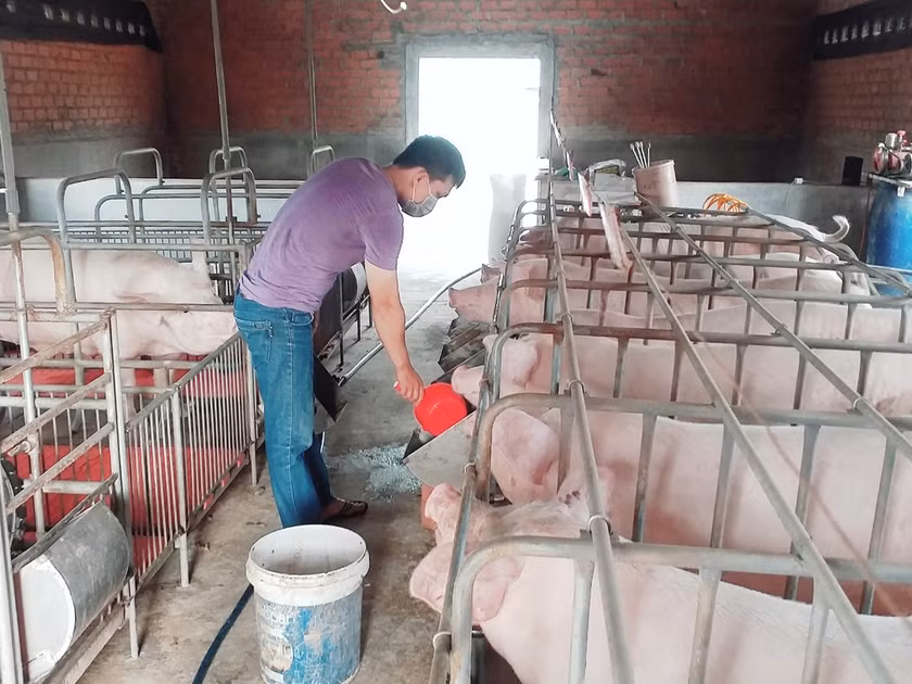 Người chăn nuôi tuyệt đối không mua con giống không rõ nguồn gốc, trôi nổi trên thị trường. Ảnh minh họa