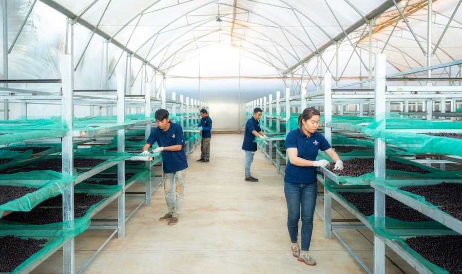 Sản xuất cà phê organic ở trang trại cà phê Vĩnh Hiệp. Ảnh: H.D Sản xuất cà phê organic ở trang trại cà phê Vĩnh Hiệp. Ảnh: H.D