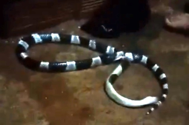 Con rắn cạp nia vào nhà cắn chết người Con rắn cạp nia vào nhà cắn chết người