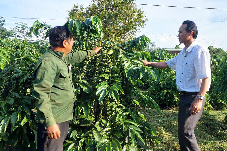 Vườn cà phê 4C của ông Cường đang sinh trưởng phát triển tốt theo hướng bền vững. Ảnh: N.D Vườn cà phê 4C của ông Cường đang sinh trưởng phát triển tốt theo hướng bền vững. Ảnh: N.D