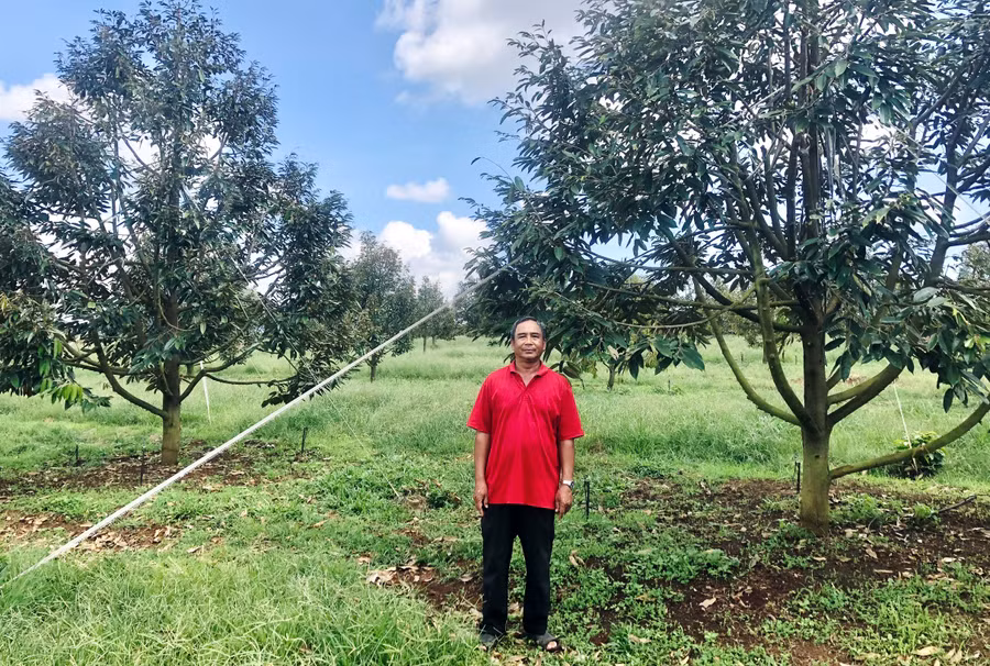 Ông Nguyễn Ngọc Bích (tổ 1, thị trấn Ia Ly) bên vườn sầu riêng có diện tích 2 ha trồng tại làng Ia Lok (xã Ia Mơ Nông). Ảnh: L.N Ông Nguyễn Ngọc Bích (tổ 1, thị trấn Ia Ly) bên vườn sầu riêng có diện tích 2 ha trồng tại làng Ia Lok (xã Ia Mơ Nông). Ảnh: L.N