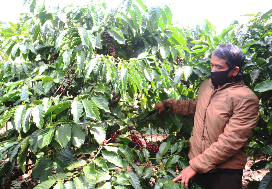 Ông Uê cũng như dân làng Tuơh Klăh (xã Glar, huyện Đak Đoa) khá phấn khởi khi giá cà phê tăng cao trong thời gian qua. Ảnh: N.Q