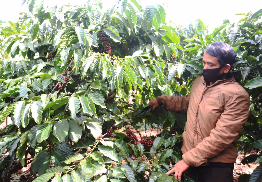 Ông Uê cũng như dân làng Tuơh Klăh (xã Glar, huyện Đak Đoa) khá phấn khởi khi giá cà phê tăng cao trong thời gian qua. Ảnh: N.Q