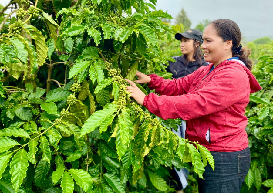 Nhiều HTX mong được tiếp cận nguồn vốn vay ưu đãi để phục vụ hoạt động sản xuất kinh doanh, nâng cao năng lực cạnh tranh. Ảnh: Hà Duy