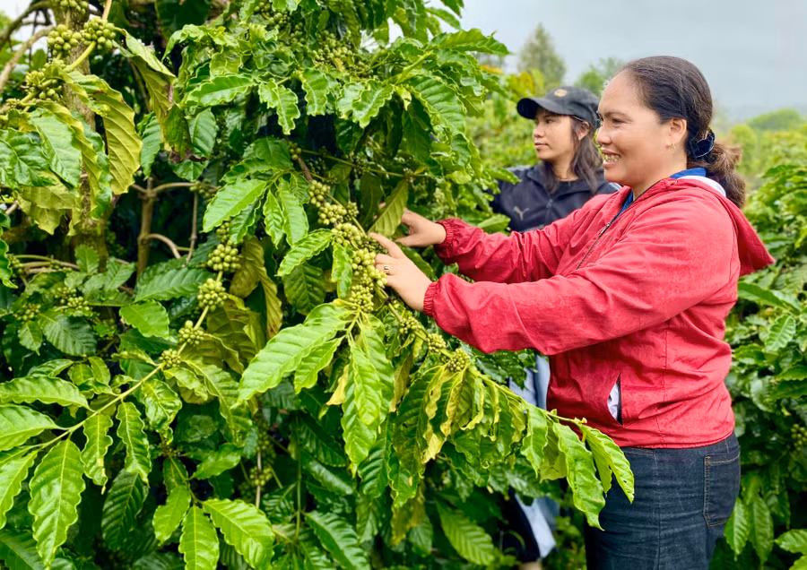 Nhiều nông dân được hướng dẫn kiến thức trong chăm sóc cây trồng để nâng cao giá trị sản phẩm. Ảnh: Hà Duy