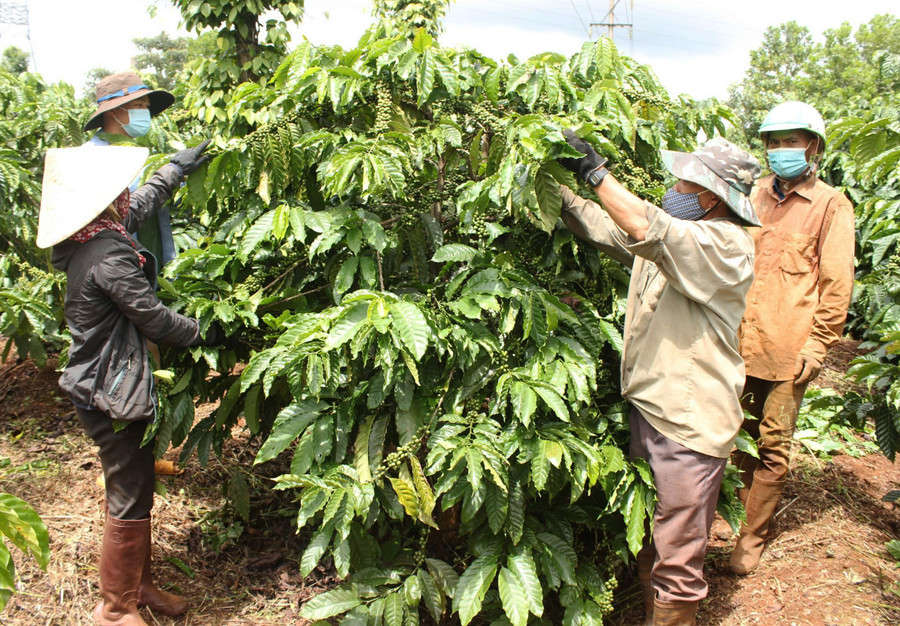Nhiều diện tích cà phê tái canh của người dân xã Ia Dêr đã cho thu hoạch với năng suất cao, gần 4,5 tấn nhân trên 1 ha. Ảnh: H.T Nhiều diện tích cà phê tái canh của người dân xã Ia Dêr đã cho thu hoạch với năng suất cao, gần 4,5 tấn nhân trên 1 ha. Ảnh: H.T