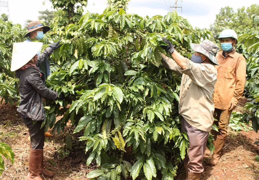 Nhiều diện tích cà phê tái canh của người dân xã Ia Dêr đã cho thu hoạch với năng suất cao, gần 4,5 tấn nhân trên 1 ha. Ảnh: H.T