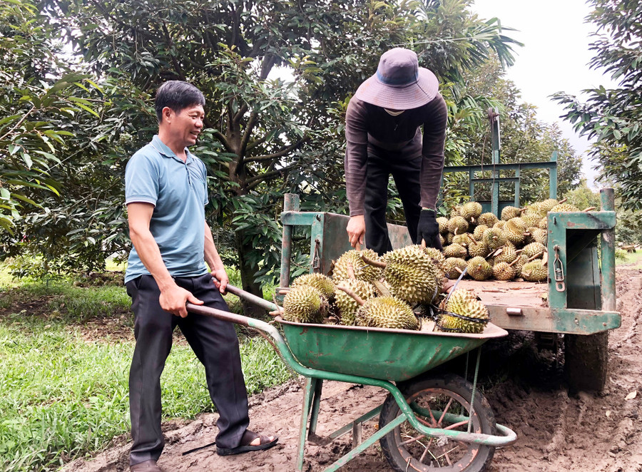 Người dân thôn 2 (xã Ia Ka) thu hoạch sầu riêng. Ảnh: L.N Người dân thôn 2 (xã Ia Ka) thu hoạch sầu riêng. Ảnh: L.N