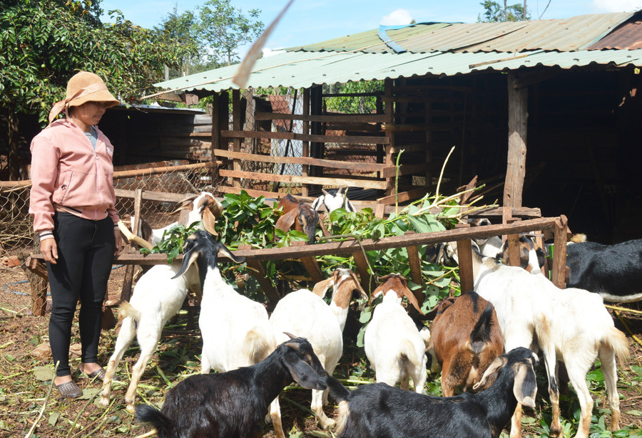 Nhiều hộ đồng bào dân tộc thiểu số đã thay đổi nếp nghĩ, cách làm trong chăn nuôi, vươn lên thoát nghèo. Ảnh: A.N Nhiều hộ đồng bào dân tộc thiểu số đã thay đổi nếp nghĩ, cách làm trong chăn nuôi, vươn lên thoát nghèo. Ảnh: A.N