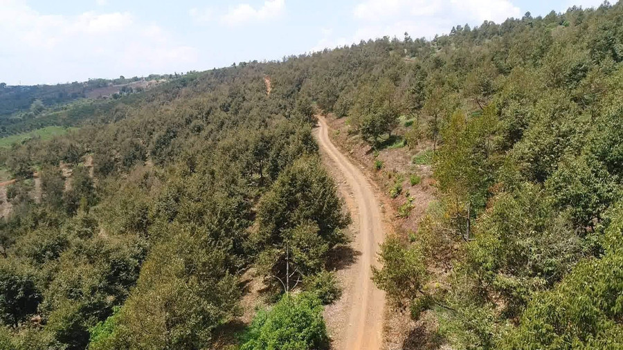 Những năm gần đây diện tích cây sầu riêng ở Đắk Nông đã gia tăng với tốc độ rất nhanh. Ảnh: Bảo Lâm Những năm gần đây diện tích cây sầu riêng ở Đắk Nông đã gia tăng với tốc độ rất nhanh. Ảnh: Bảo Lâm