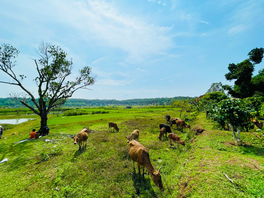 Thung lũng phía Nam TP. Pleiku nằm trên đường Lê Thánh Tôn (giáp đường Trường Sa) thuộc phường Hội Phú và phường Ia Kring cũng là một trong những vùng trũng do núi lửa âm tạo thành. Ảnh: Trần Dung