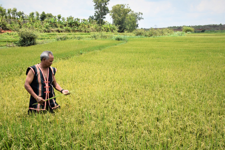 Theo già làng Siu Núi, do sự sụt lún từ núi lửa âm mà tạo nên vùng trũng phì nhiêu này. Ảnh: Trần Dung