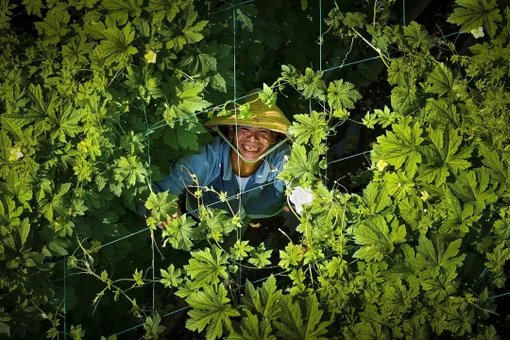 Gia Lai: Đảm bảo nguồn cung rau an toàn phục vụ Tết Nguyên đán.