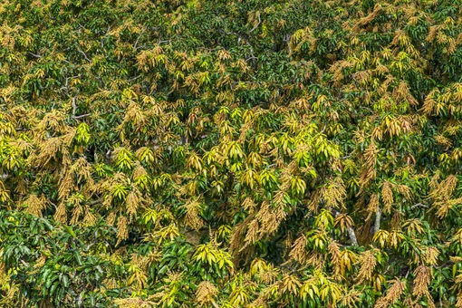 Mùa hoa xoài dát vàng miền cát trắng Hòa Hội.