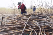 Hàng chục hecta mía bị cháy, nông dân Tây Gia Lai điêu đứng.