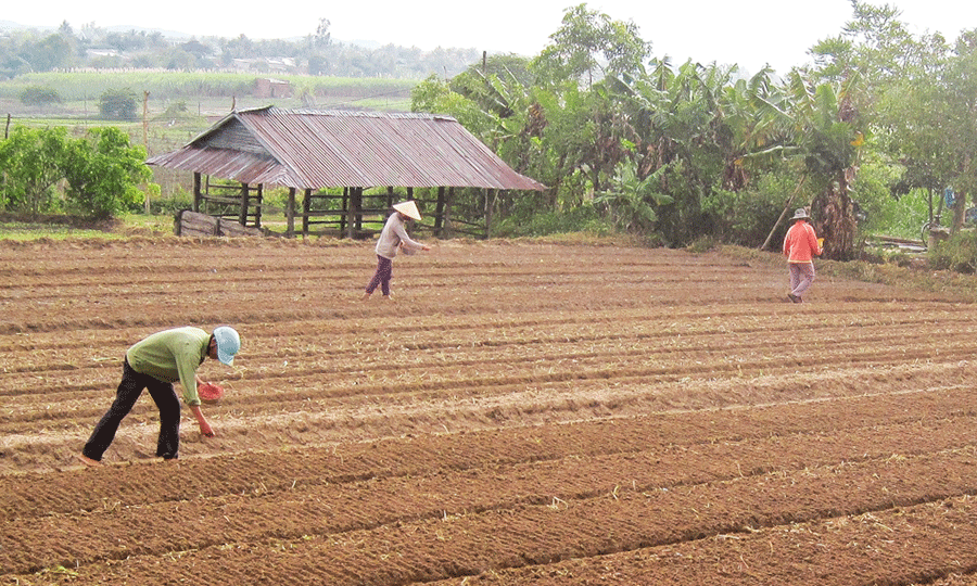  Nông dân xuống giống rau. Ảnh: Hồng Thi