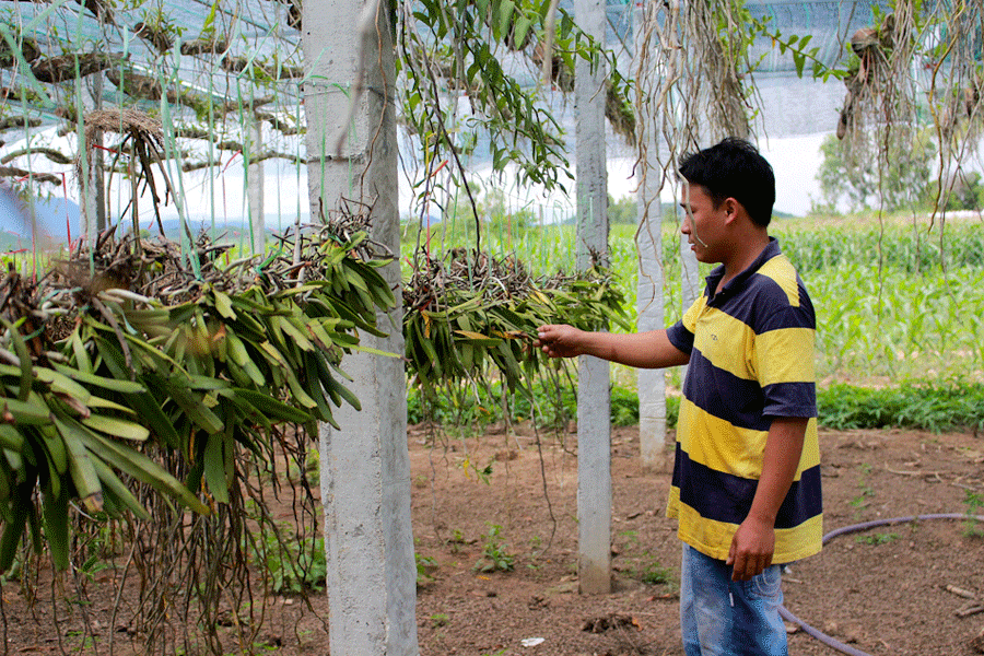 Anh Lâm bảo rằng, ban đầu nguồn giống là vấn đề nan giải với mình. Ảnh: Hồng Thi