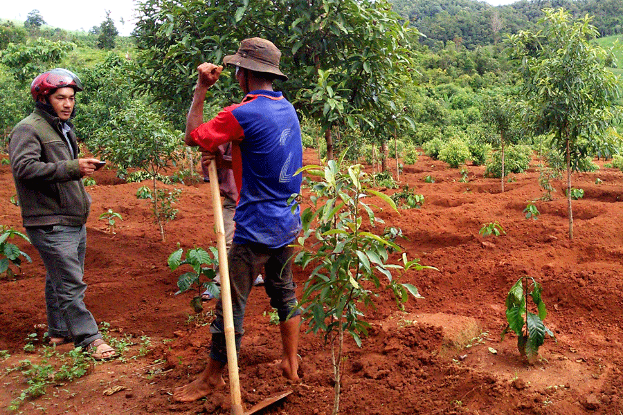 Người dân đang chăm sóc diện tích cà phê mới được tái canh. Ảnh: Q.T Người dân đang chăm sóc diện tích cà phê mới được tái canh. Ảnh: Q.T