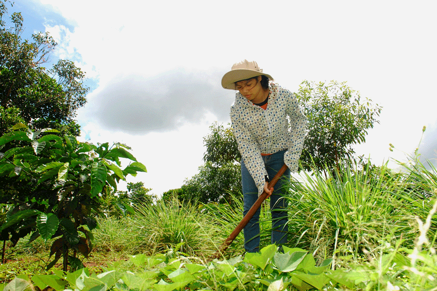 Ksor H’Yung tranh thủ chăm sóc vườn cà phê trong những ngày về thăm gia đình. Ảnh: M.N Ksor H’Yung tranh thủ chăm sóc vườn cà phê trong những ngày về thăm gia đình. Ảnh: M.N
