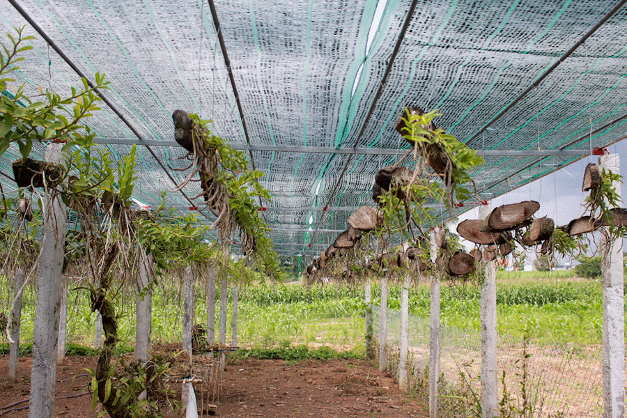 Gỗ lõi rừng, gỗ lũa… được dùng làm thớt cho lan. Ảnh: Hồng Thi