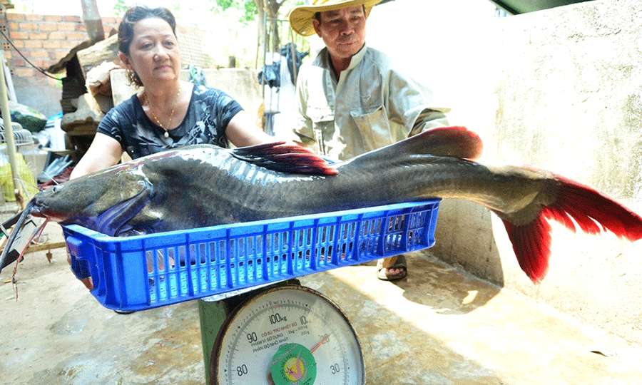  Cá được đem ra trước sự chứng kiến của nhiều người. Ảnh: Dũng Hà