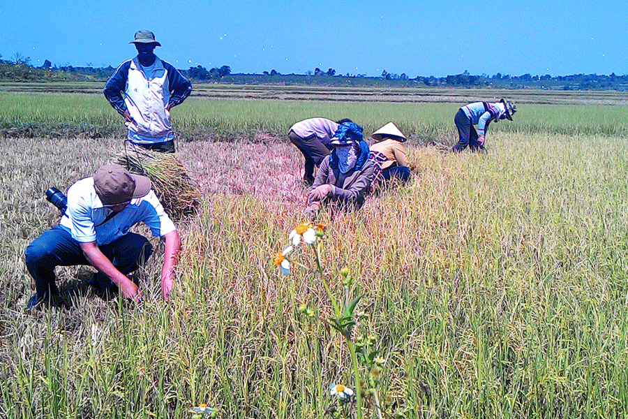 Lãnh đạo Báo Gia Lai trao đổi và cùng người dân cắt lúa vụ Đông Xuân. 