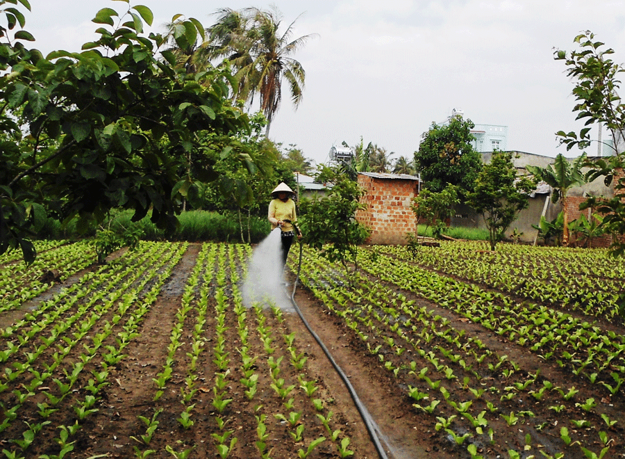 Hàng ngày, bà Huỳnh Thúy Đào vẫn đến trồng rau trong vườn nhà xưa của dòng họ Huỳnh để trông giữ căn nhà.