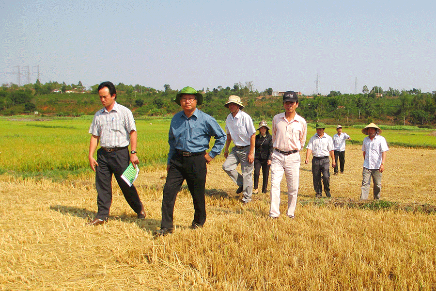 Chủ tịch UBND tỉnh Phạm Thế Dũng (thứ hai từ trái sang) kiểm tra hạn tại huyện Đak Đoa. Ảnh: Q.T Chủ tịch UBND tỉnh Phạm Thế Dũng (thứ hai từ trái sang) kiểm tra hạn tại huyện Đak Đoa. Ảnh: Q.T