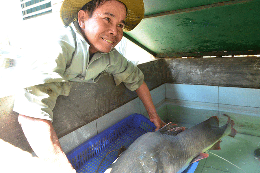 Cá Lăng sau khi bán được nuôi trong bể. Ảnh: Dũng Hà