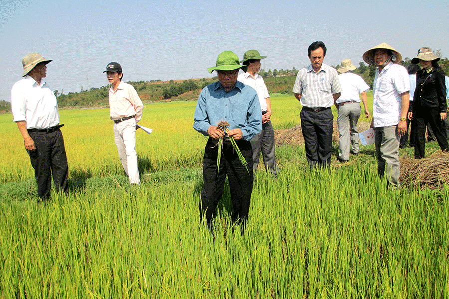 Ảnh: Q.T Ảnh: Q.T