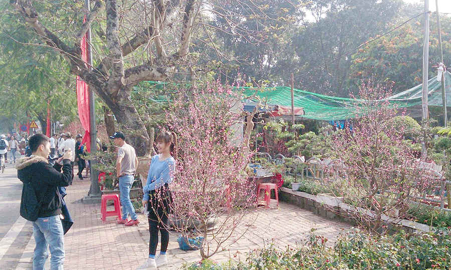 Bích đào xứ Bắc bày bán tại chợ hoa trước kỳ đài Ngọ Môn.